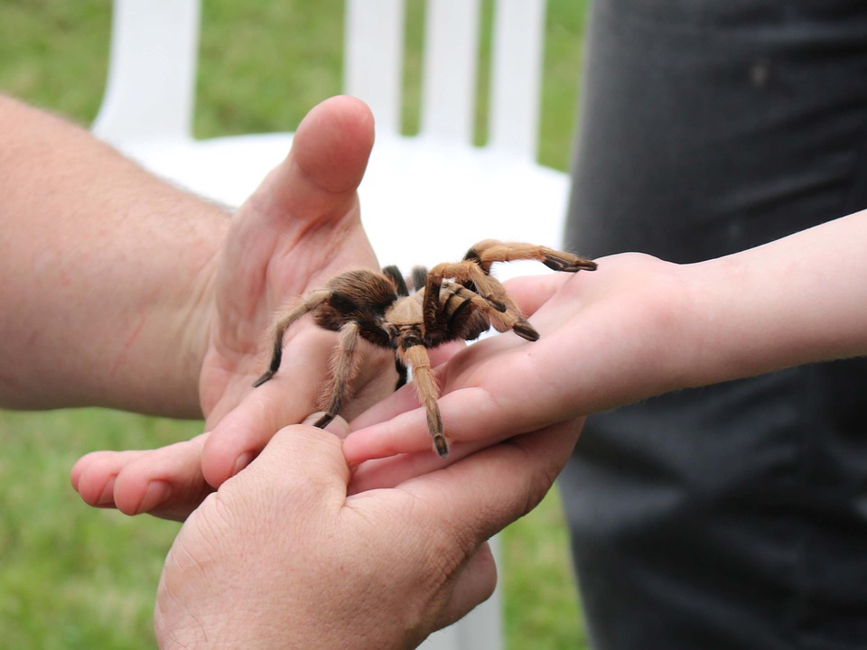 Tarantula