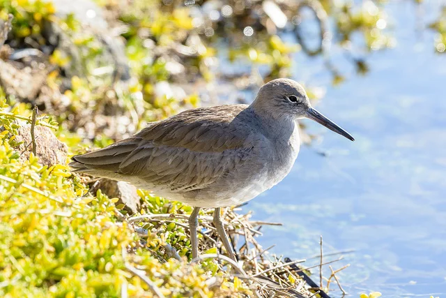 Willet
