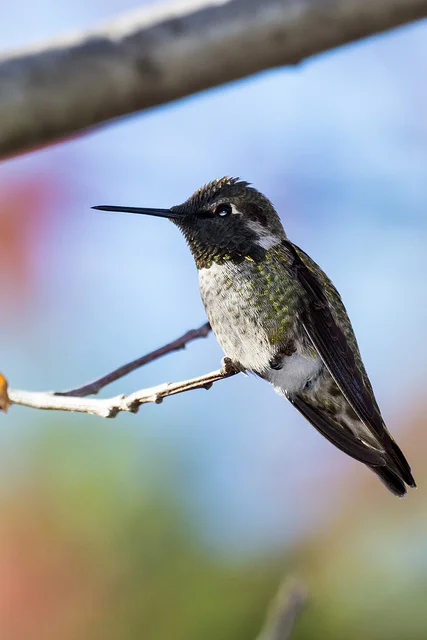 Anna's Hummingbird