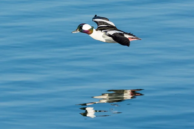 Bufflehead