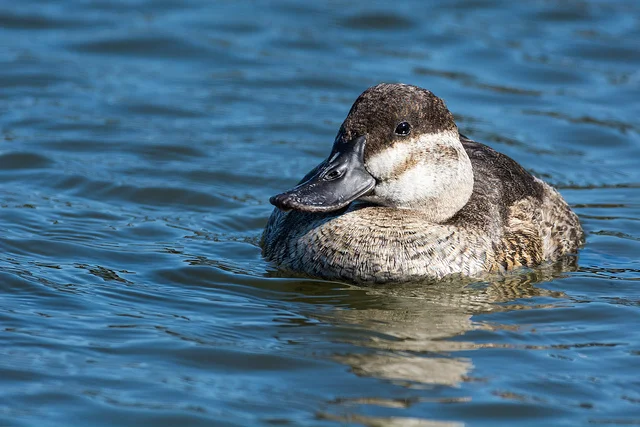Ruddy Duck