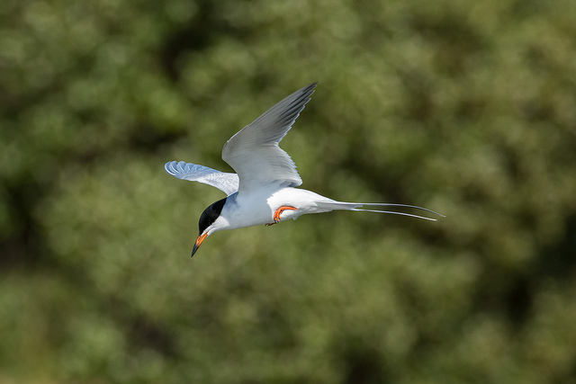 Forster's Tern