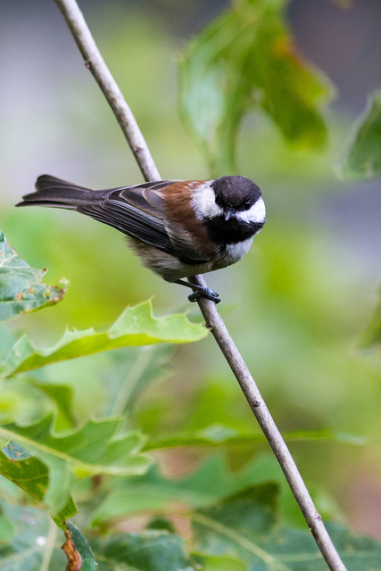 Chestnut Backed Chickadee
