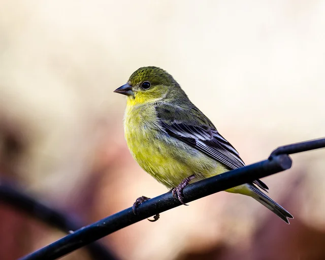 Lesser Goldfinch