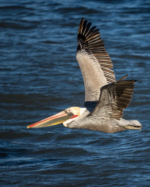 Brown Pelican