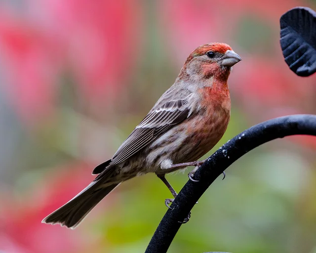 Finch