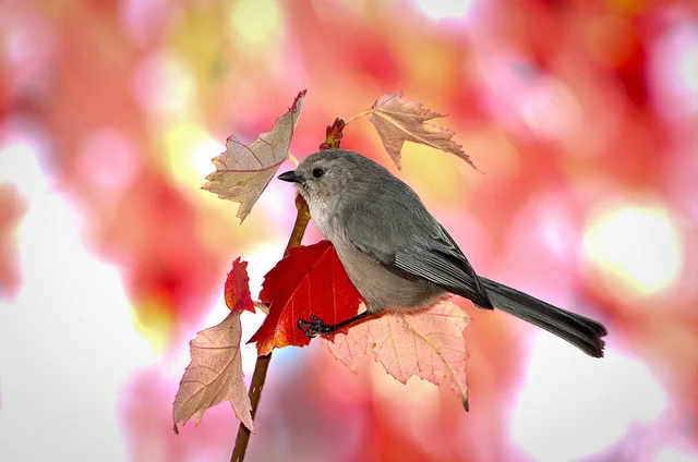 Bushtit