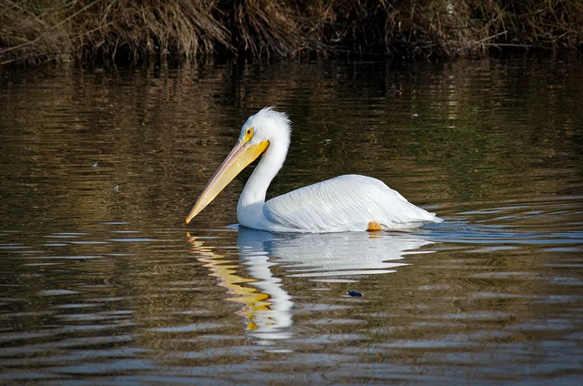 American White Pelican