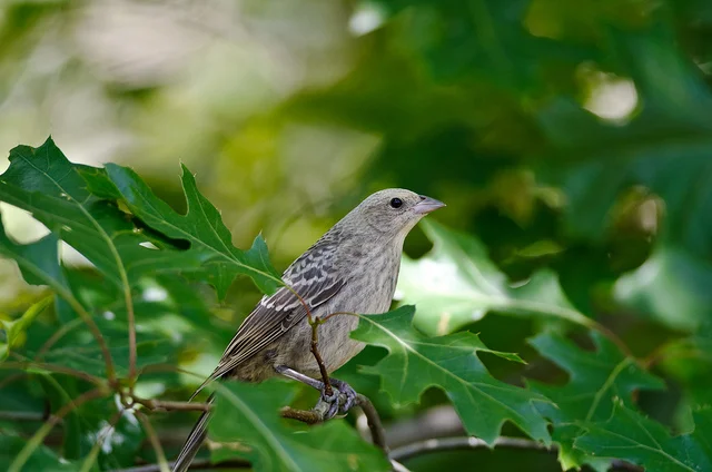 Cowbird