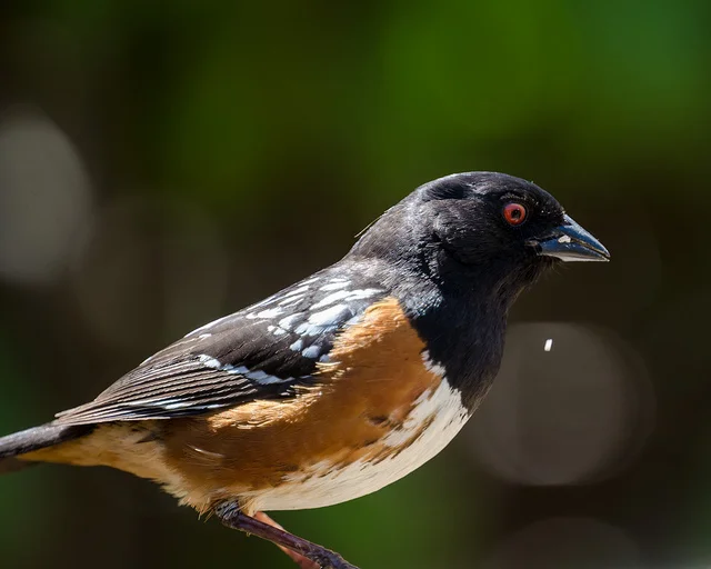 Towhee