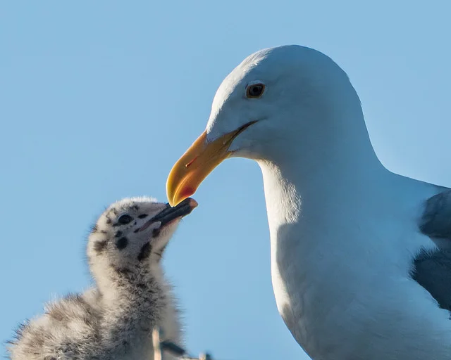 Western Gull