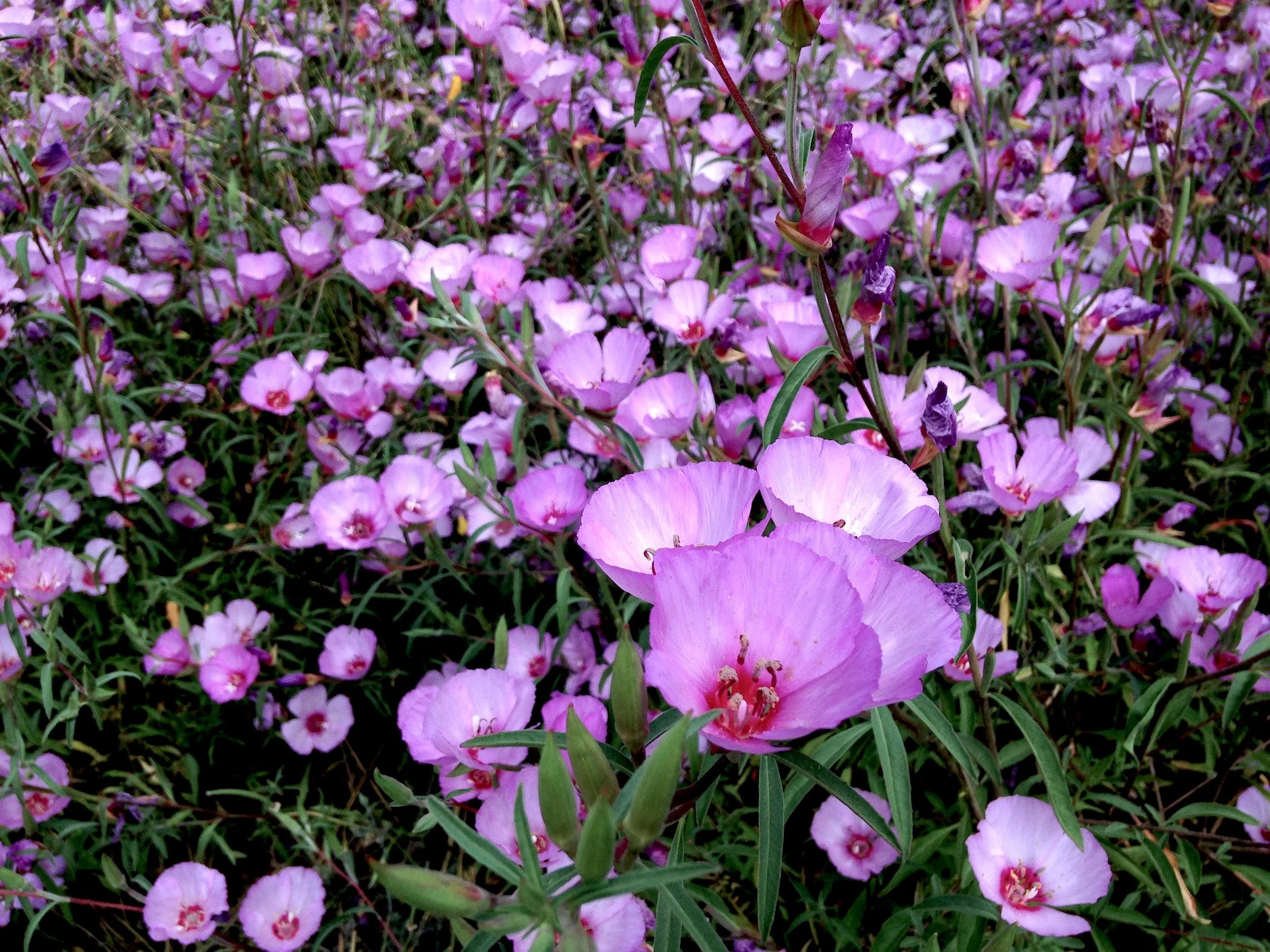   Clarkia ,&nbsp;Brendan Lange 