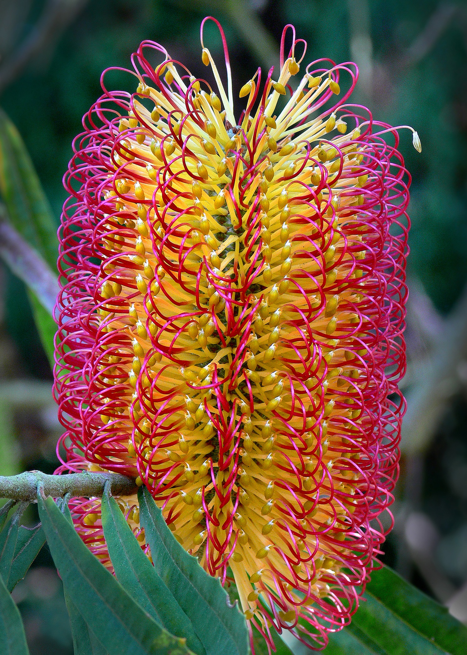   Banksia seminuda ,&nbsp;James Gaither 