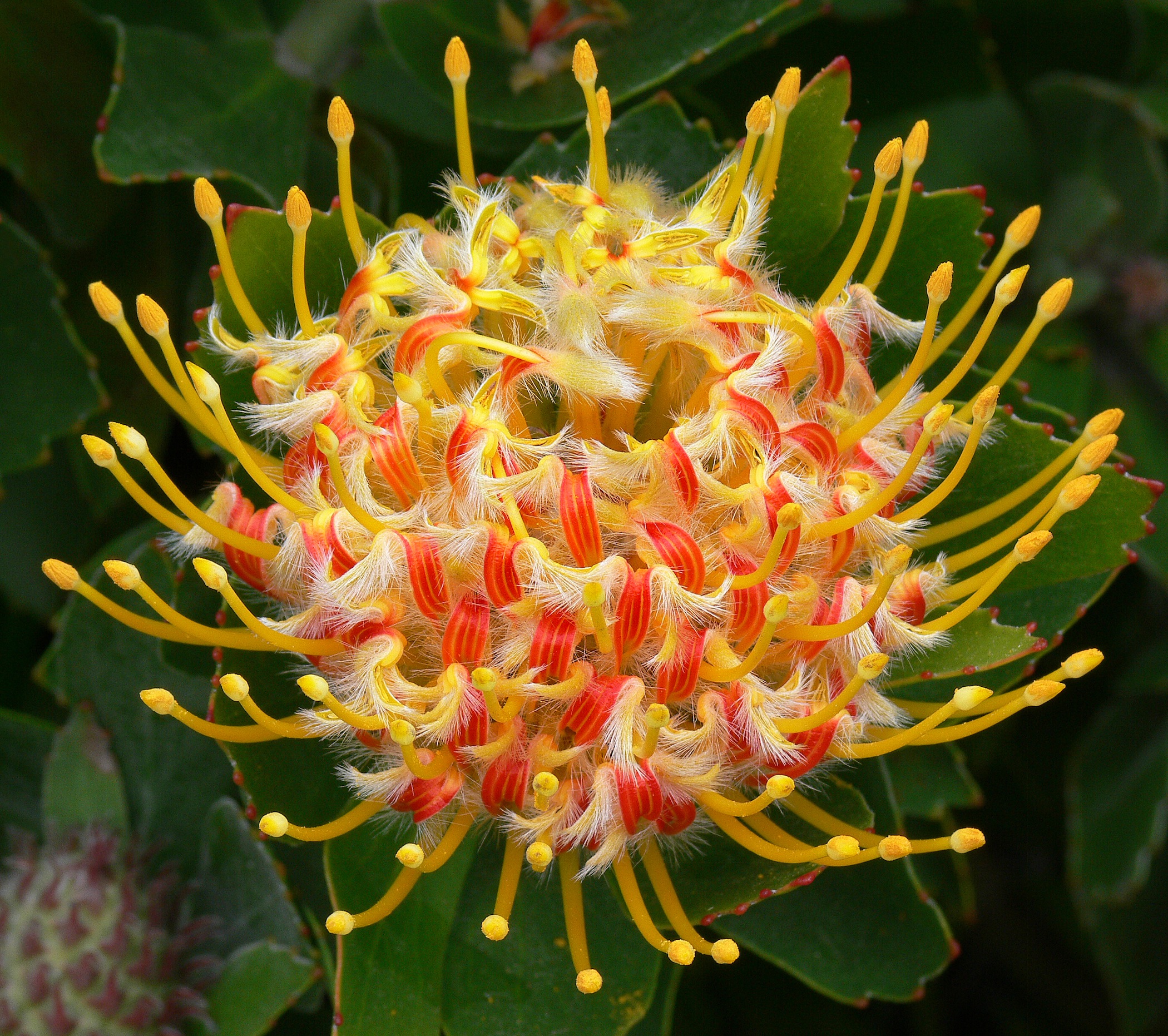   Leucospermum ,&nbsp;'Veldfire',&nbsp;James Gaither 