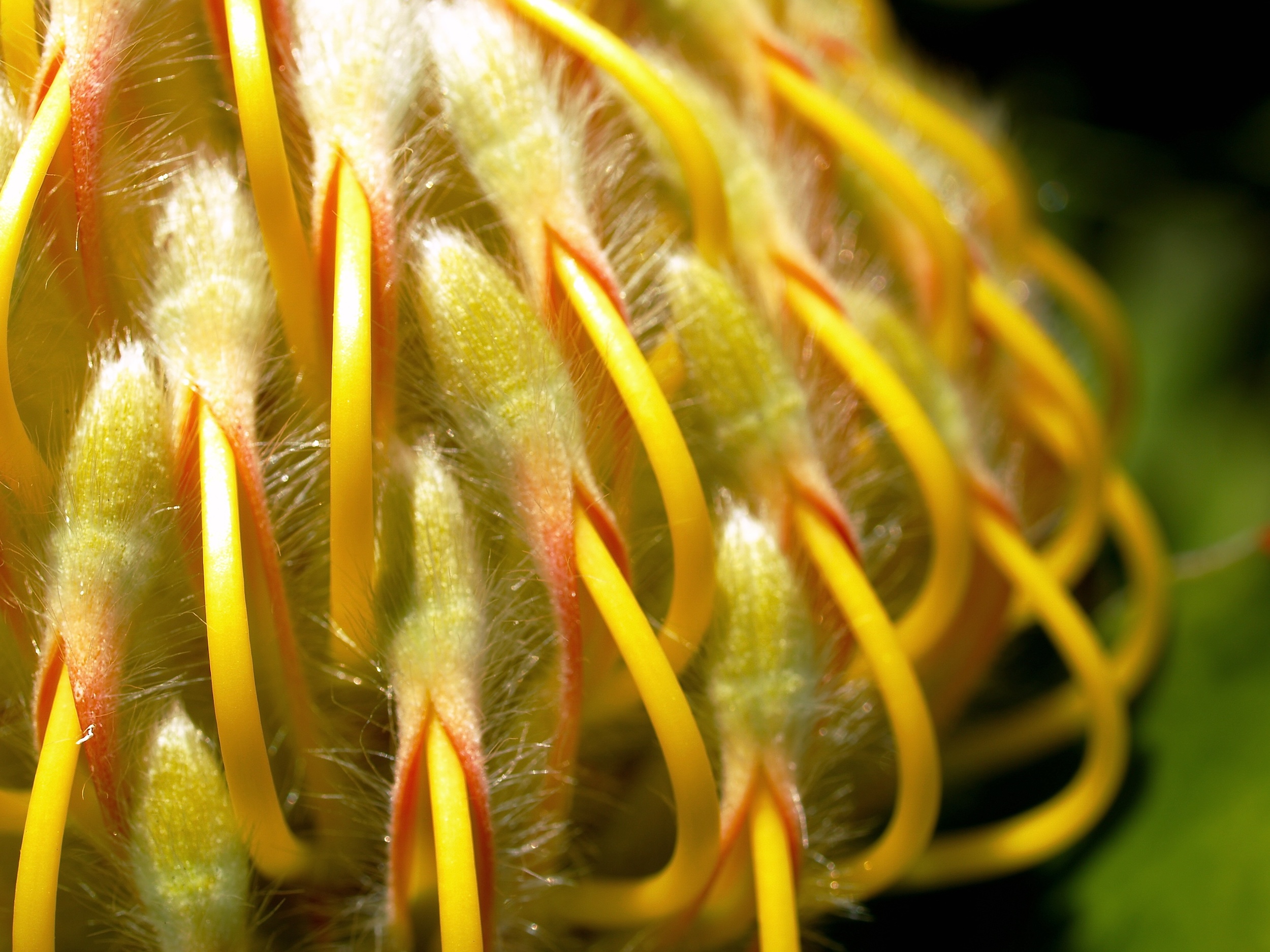   Leucospermum , 'Veldfire',&nbsp;Ernest McGray, Jr 