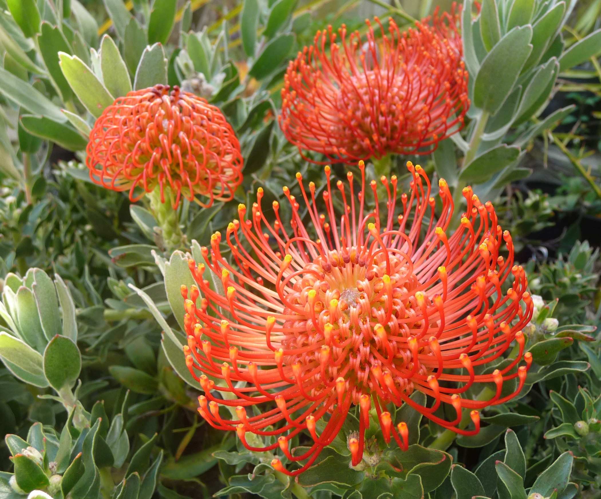   Leucospermum cordifolium ,&nbsp;Marc Johnson 