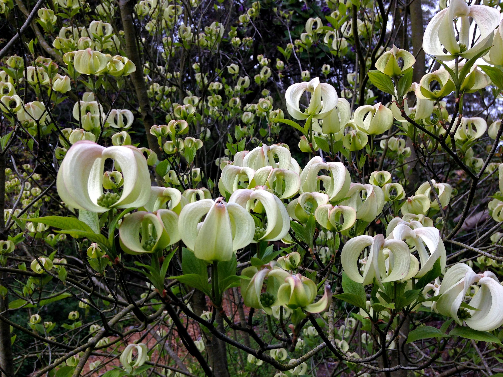   Cornus florida var. urbiniana ,&nbsp;Magic dogwood,&nbsp;Brendan Lange 