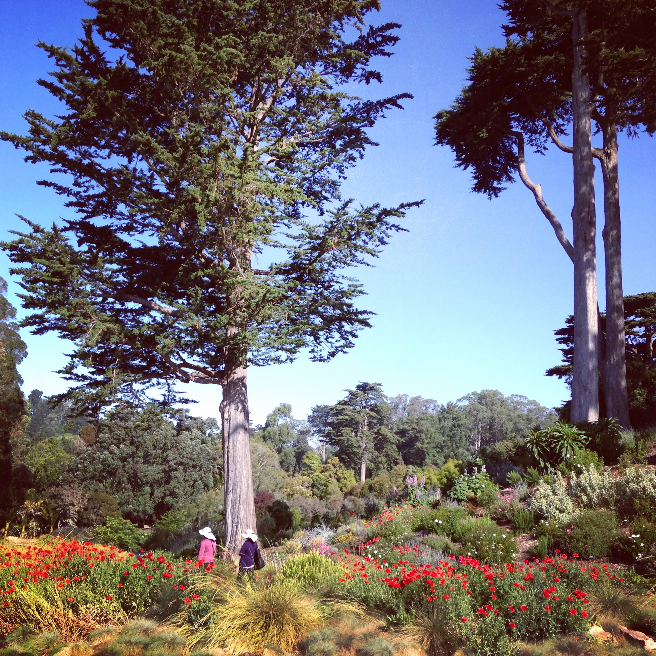  Mediterranean Garden,&nbsp;Brendan Lange 