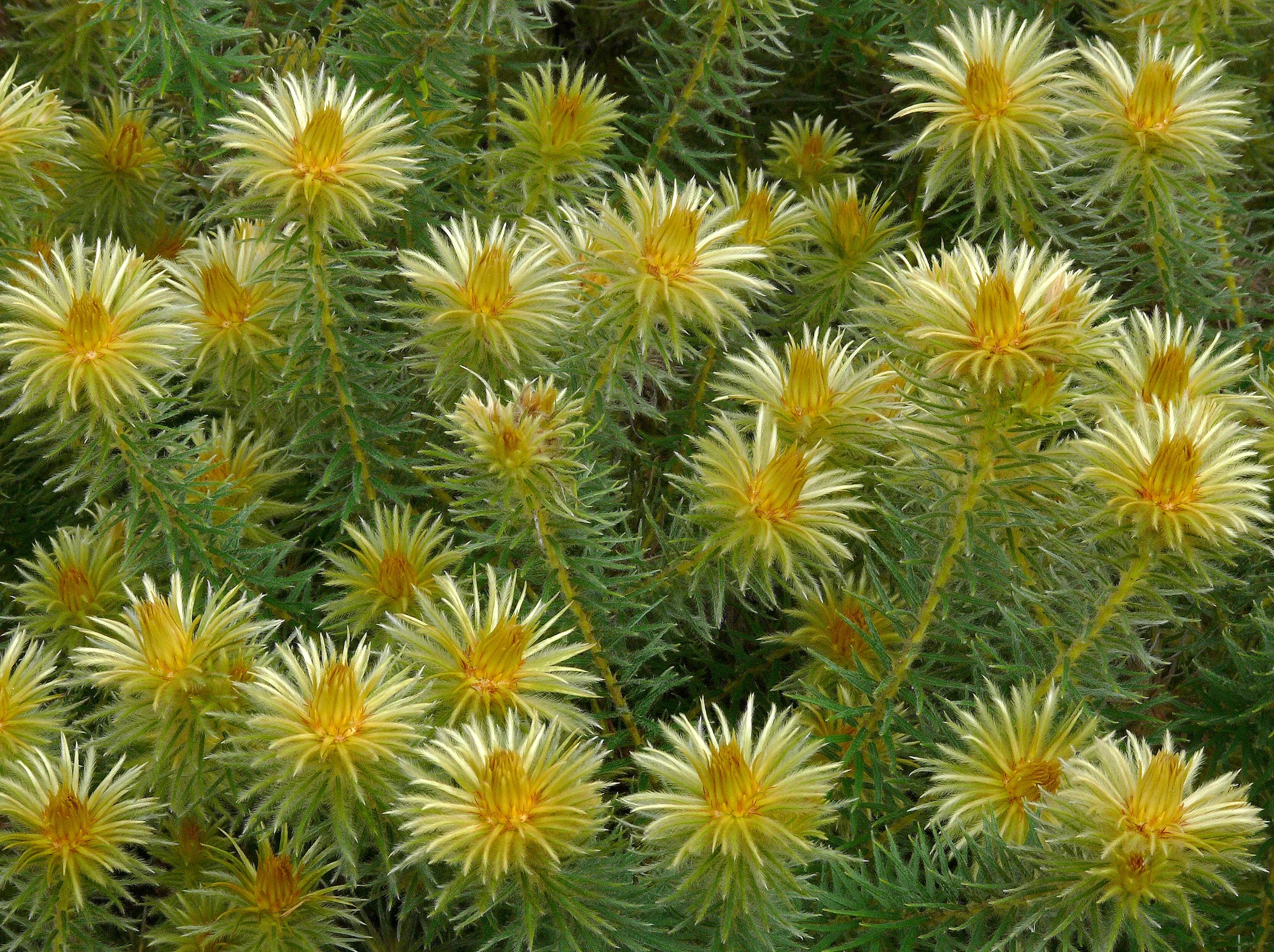   Phylica pubescens ,&nbsp;James Gaither 
