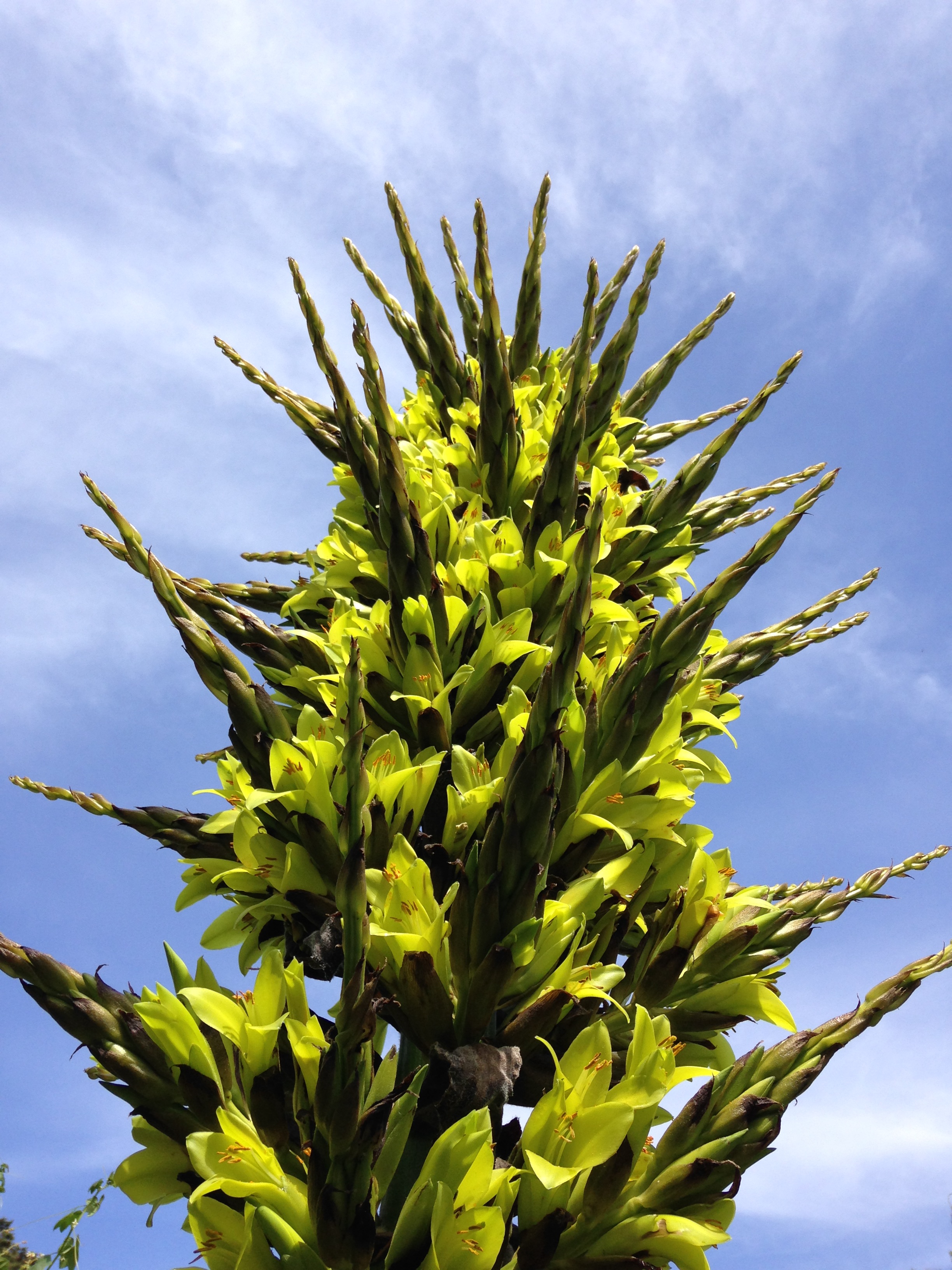   Puya Chilensis ,&nbsp;Brendan Lange 