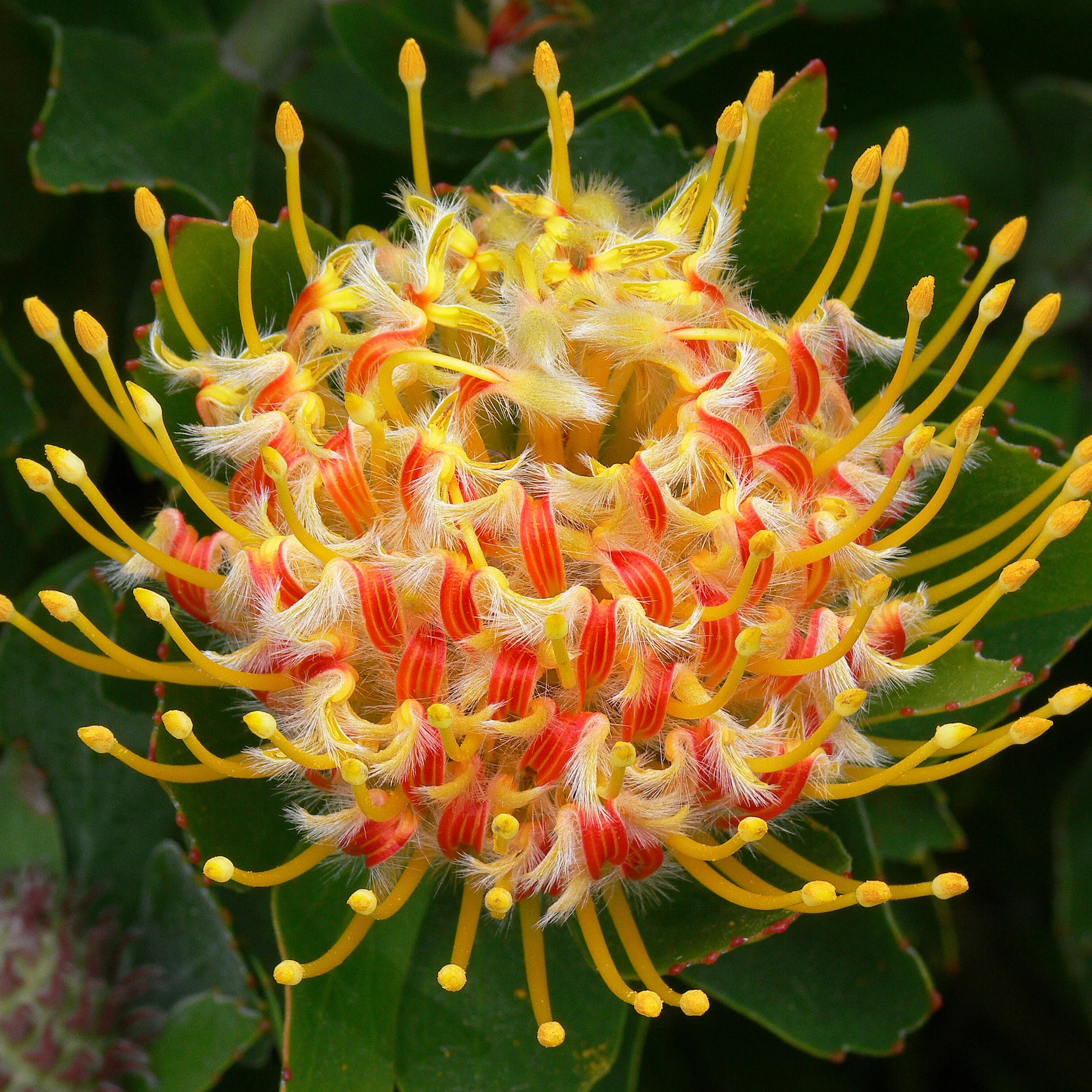 A Dramatic Spring and Summer Bloom of Weird and Wild Flowers Coming to San Francisco Botanical Garden in the Aftermath of Winter’s Rain