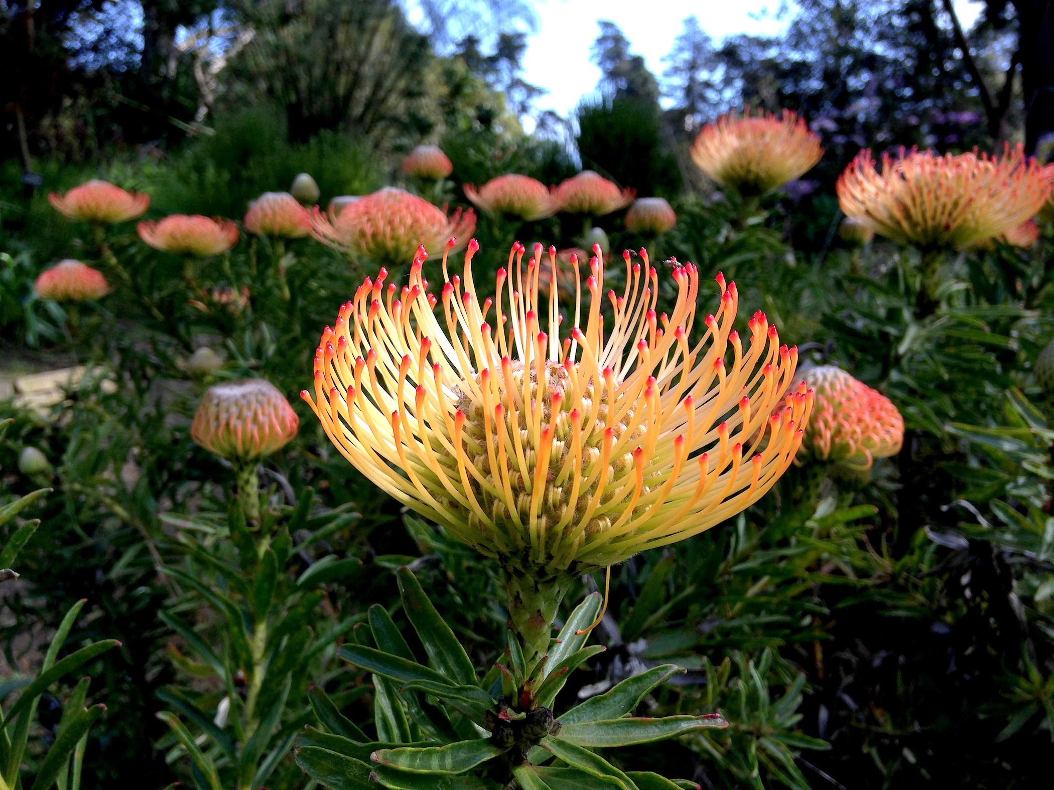   Leucospermum cordifolium ,&nbsp;'California Sunshine',&nbsp;Brendan Lange 