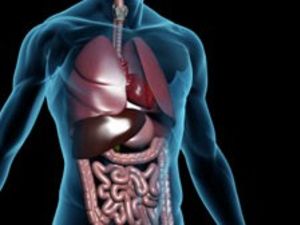 The digestive system: An introduction
