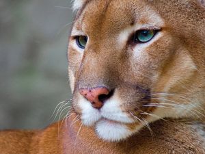 Puma and Bobcat Ecology Class and Expedition with the Felidae Conservation Fund