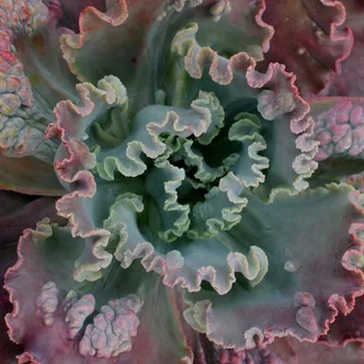 The Wild Bunch: Succulents, Cacti & Fat Plants at the Conservatory of Flowers