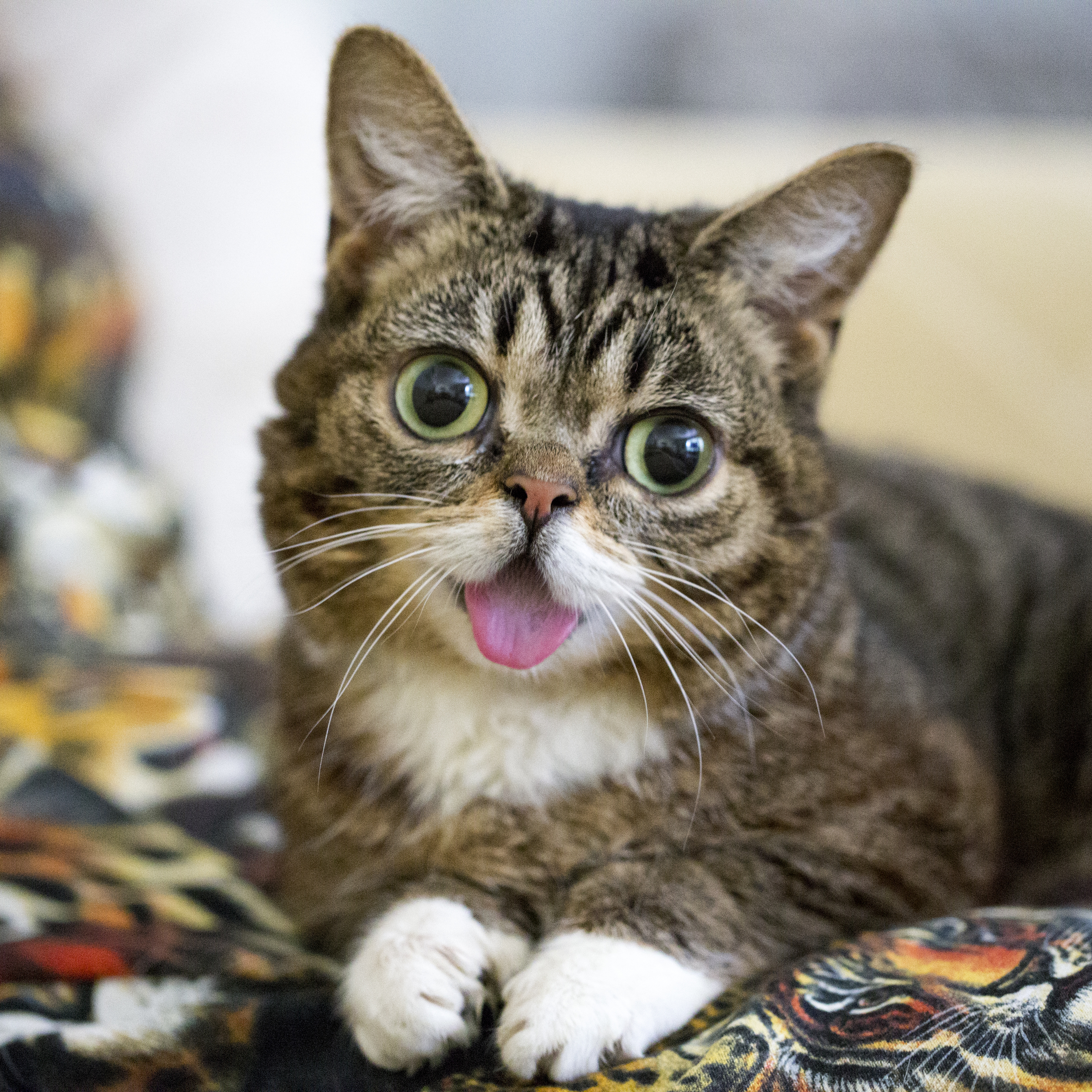 Catapalooza at the Marin Humane Society Featuring Lil BUB!