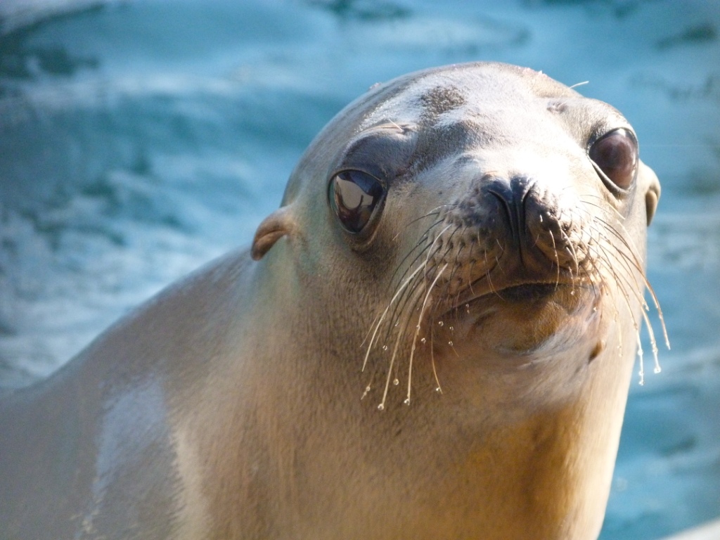 California Sea Lion- Gooney.JPG