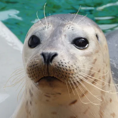 3 Great Weekend Ideas At The Marine Mammal Center