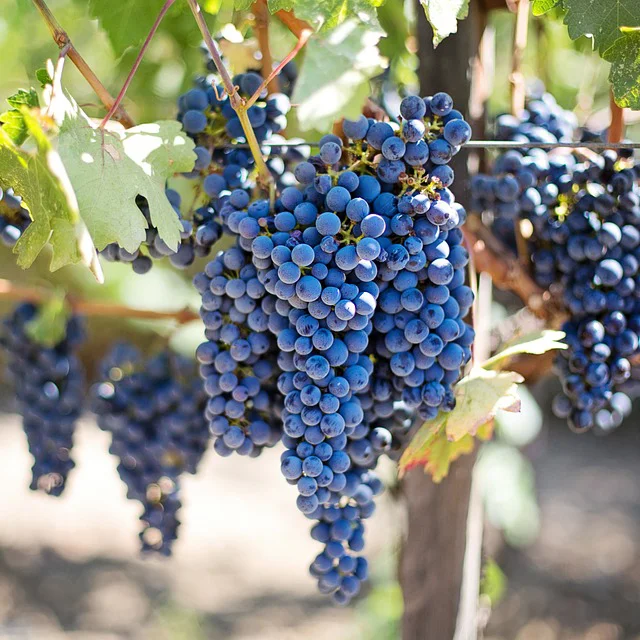 The Napa &amp; Sonoma "Crush" Checklist