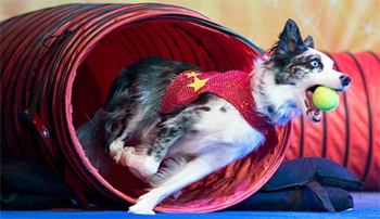 http://www.stuntdogshow.com