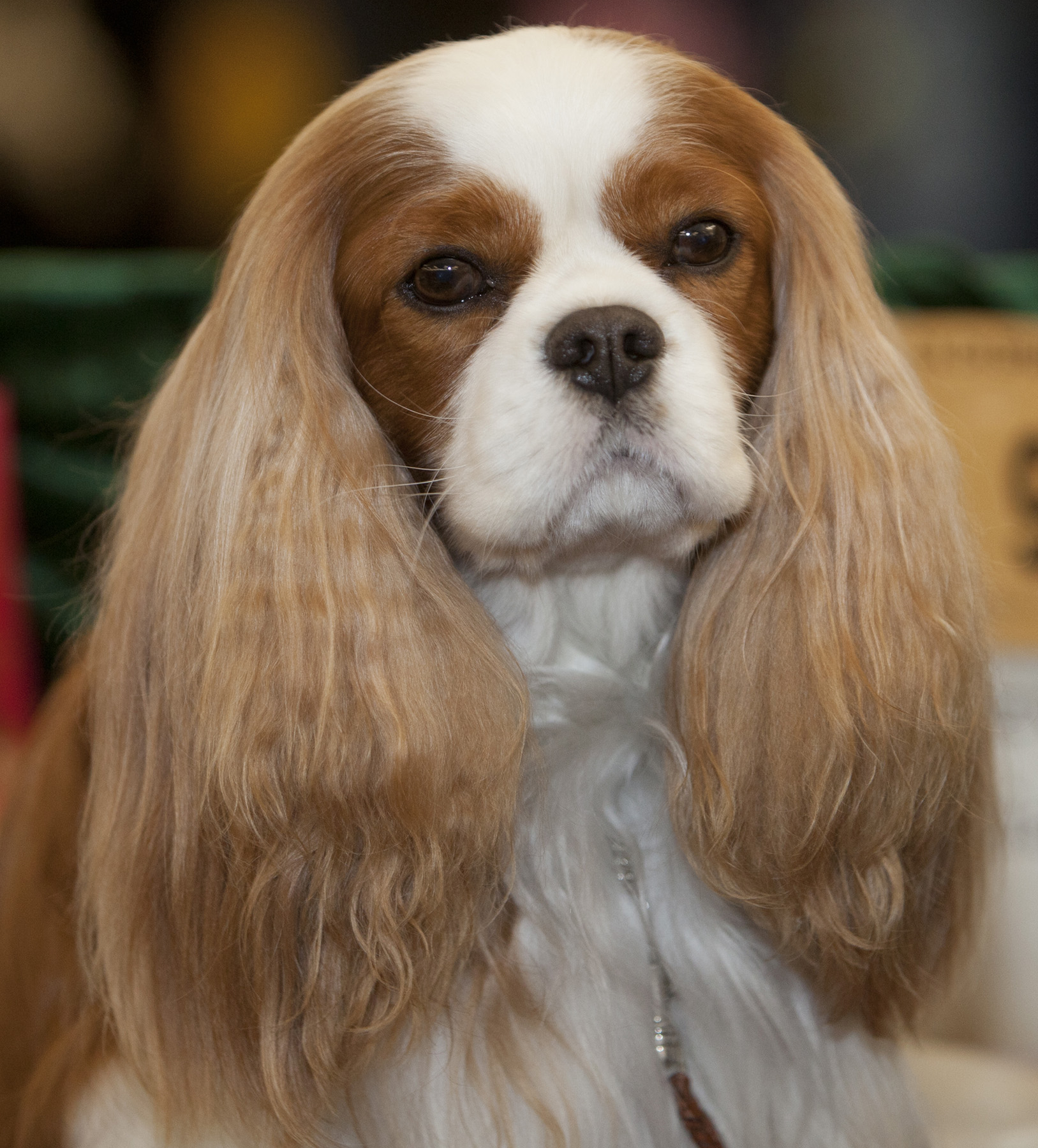 king charles spaniel.jpg