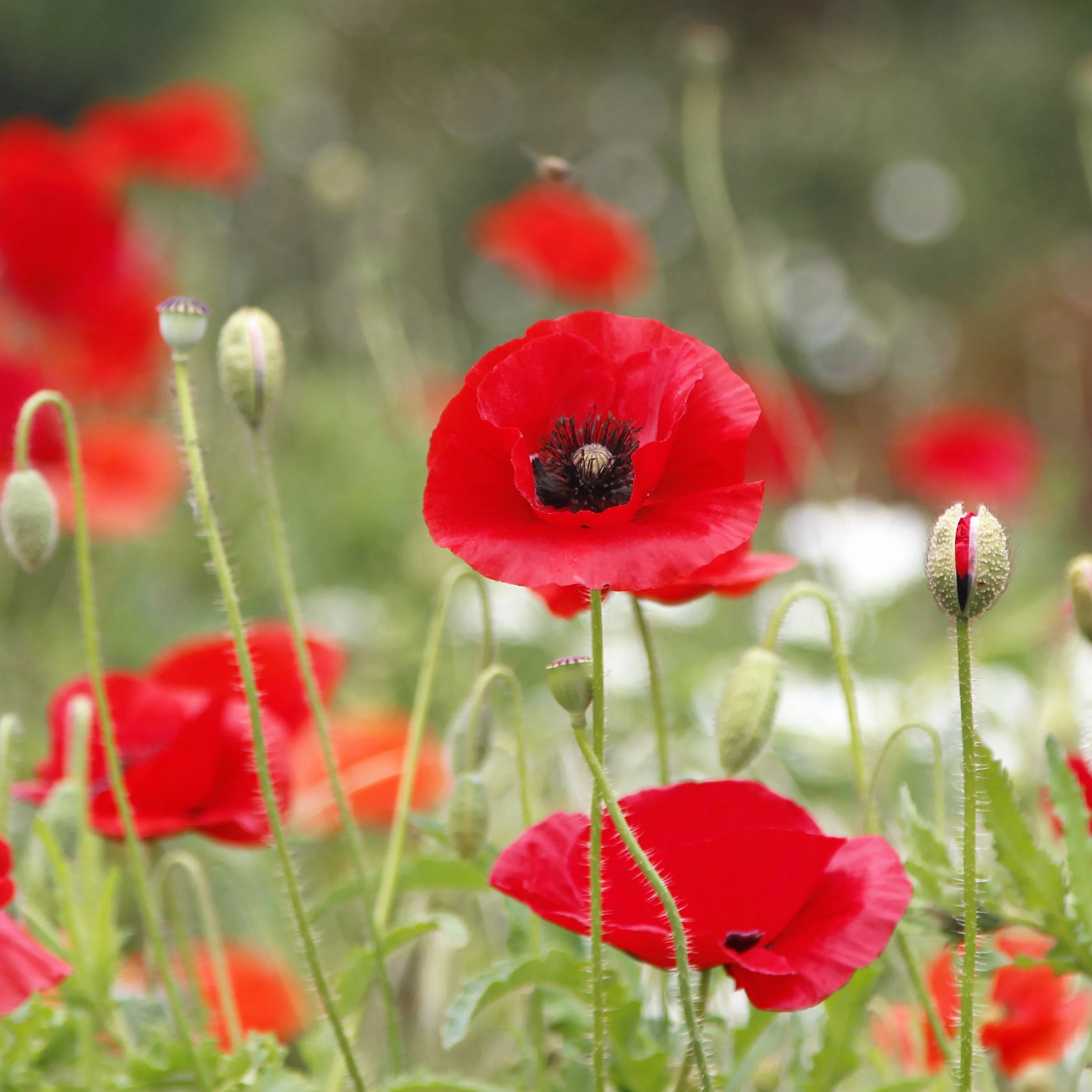 WILD Flowers at San Francisco Botanical Garden