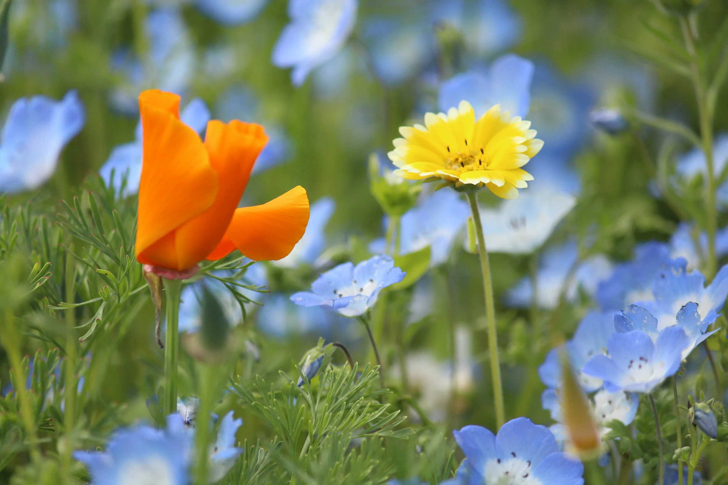 CA Native Garden Wildflowers Travis Lange