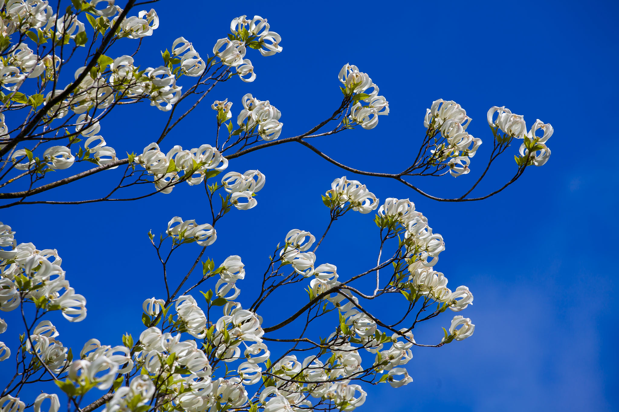 Dry Mexico Magic Dogwood Saxon Holt