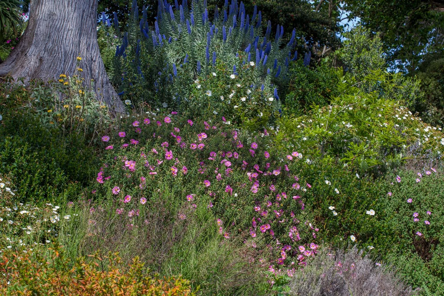 Mediterranean Garden Saxon Holt