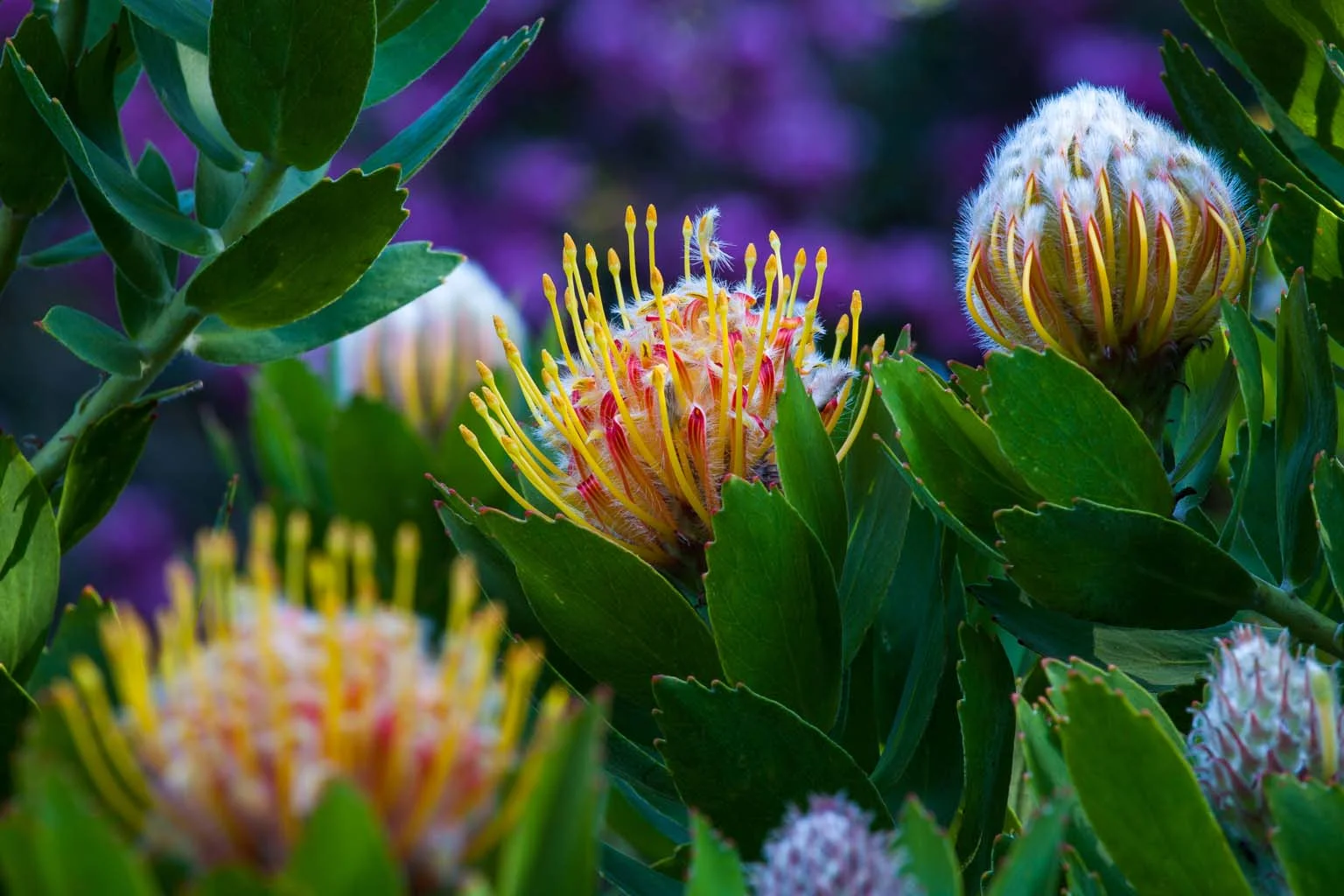 South Africa Garden Pincushion Protea Saxon Holt