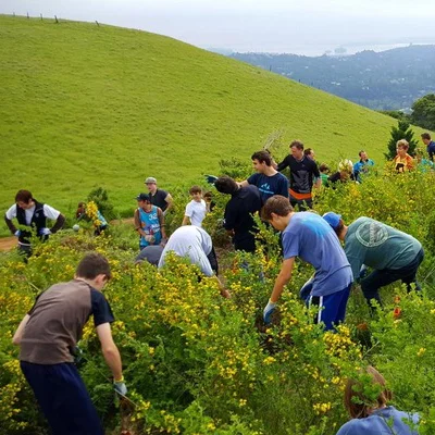 Help Cut the Bloominβ Broom