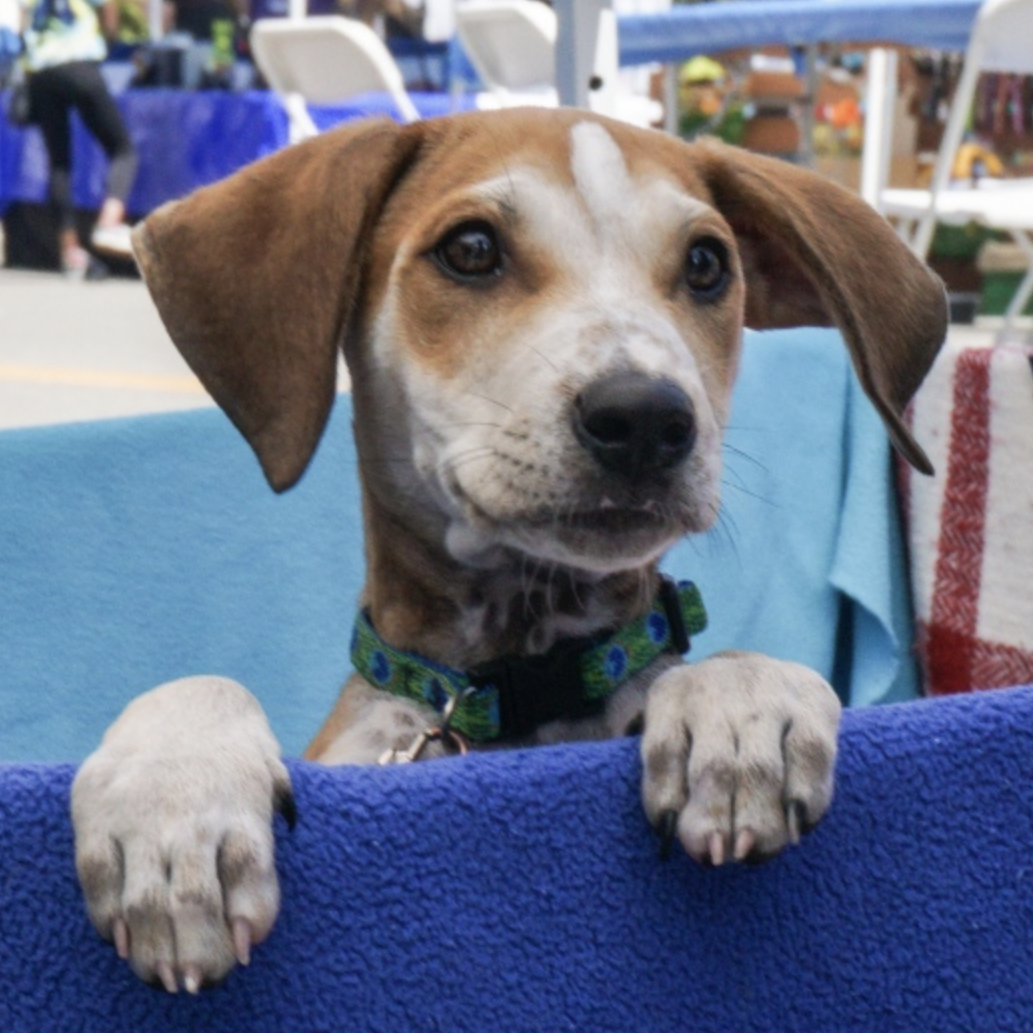 Bark (& Meow) Around the Block