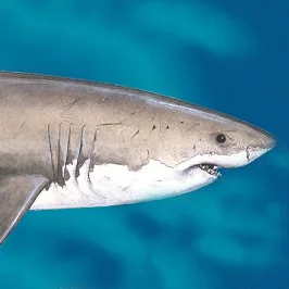 The Return of SHARKTOBERFEST 2018