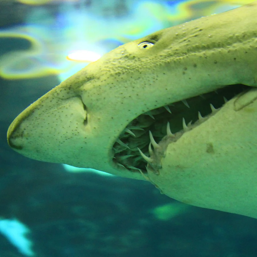White Sharks – What’s Not to Love?!!
