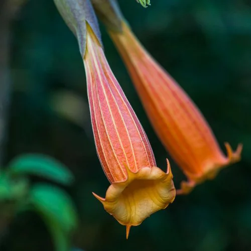 Celebrate the Cloud Forest in October!