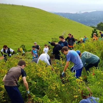 Help Cut The Bloomin’ Broom