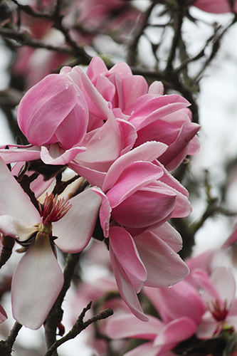 Magnolia campbellii  Travis Lange