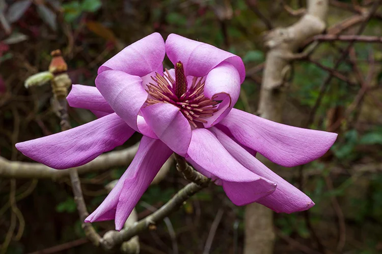 Magnolia campbellii  Saxon Holt