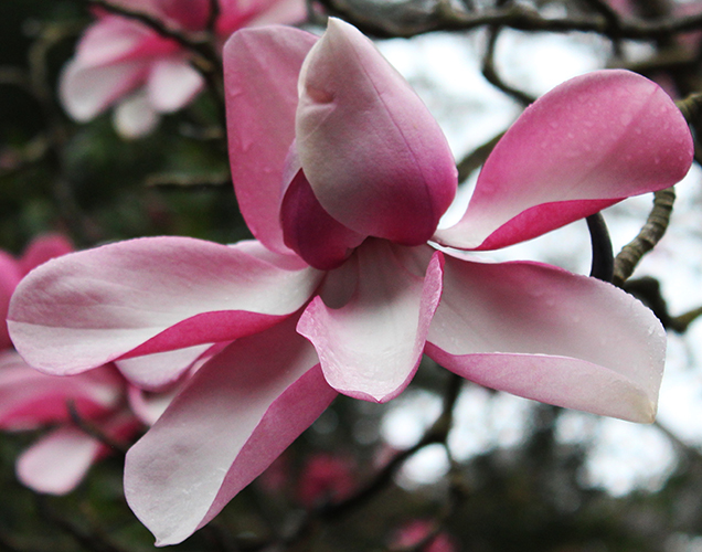 Magnolia campbellii  Travis Lange