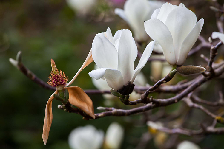 Magnolia denudata  Saxon Holt 
